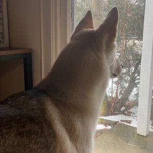 Meet your Posher, Sadie